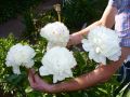 Garten Pfingstrose - Paeonia lactiflora 'wei� gef�llt'