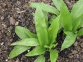 B�rlauch - Allium ursinum