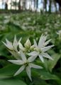 B�rlauch - Allium ursinum