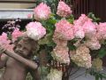 Rispenhortensie 'Vanille-Fraise' -Neuheit- - Hydrangea paniculata 'Vanille Fraise'