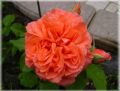 Guillot Rose 'Emilien Guillot' � - Rosa 'Emilien Guillot' �