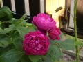 Guillot Rose 'Bicentenaire de Guillot' � - Rosa 'Bicentenaire de Guillot' �