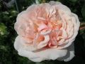 Strauchrose 'Eifelzauber' � - Rosa 'Eifelzauber' �