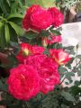 Beetrose 'Midsummer' � - Rosa 'Midsummer' �