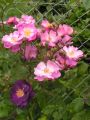 Bodendeckerrose 'Lavender Dream' � - Rosa 'Lavender Dream' �