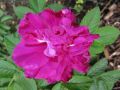 Parkrose 'Hansa' - Rosa rugosa 'Hansa'