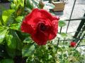 Kletterrose 'The Prince's Trust' � / 'Baikal' � - Rosa 'The Prince's Trust' � / 'Baikal' �