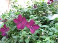 Clematis 'Black Prince' - Clematis viticella 'Black Prince'
