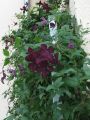 Clematis 'Black Prince' - Clematis viticella 'Black Prince'