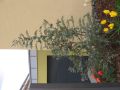 Eukalyptus - Eucalyptus gunnii