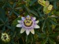 Passionsblume 'Purple Haze' - Passiflora 'Purple Haze'