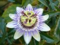 Passionsblume 'Purple Haze' - Passiflora 'Purple Haze'