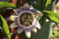 Passionsblume 'Purple Haze' - Passiflora 'Purple Haze'