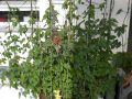 Hopfen - Humulus lupulus