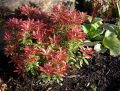 Schattengl�ckchen 'Carnaval' - Pieris japonica 'Carnaval'