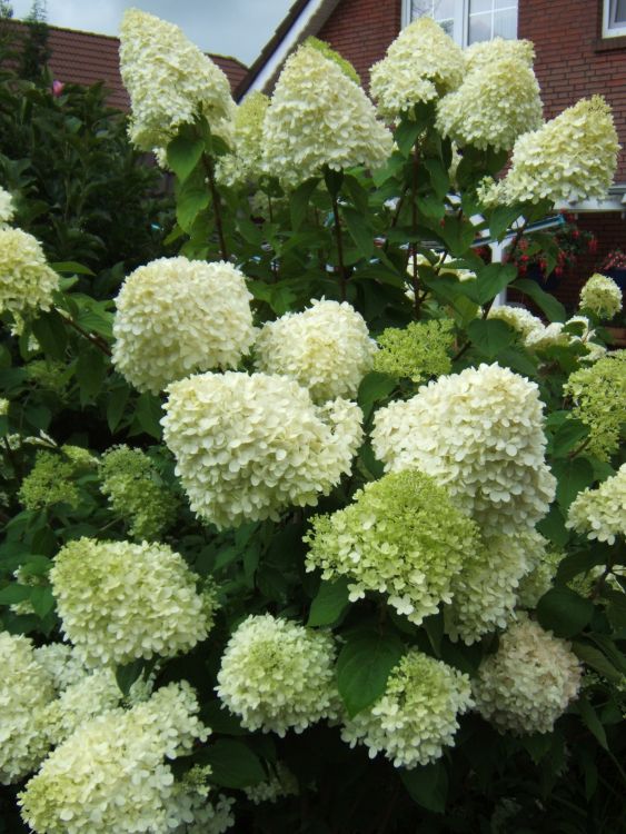 Limelight Hydrangea Related Keywords amp; Suggestions  Limelight 