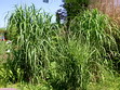 Gräser Gräser