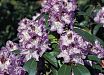 Rhododendron Hybriden Rhododendron Hybriden