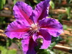Gro�blumige Clematis