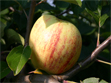 Familienapfel Familienapfel
