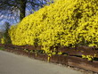 Blüten-Hecken Blüten-Hecken