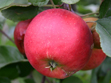 Artus-Obst Artus-Obst