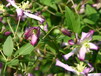Duft-Clematis