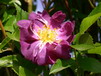 Ramblerrosen Ramblerrosen