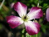 Herbstbl�hende Clematis