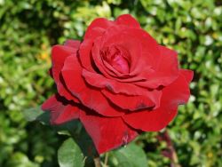 Edelrose 'Duftzauber 84' � - Rosa 'Duftzauber 84' �