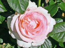 Strauchrose `Eden Rose 85` �, Rosa `Eden Rose 85` �, Containerware