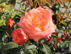 Edelrose `Frohsinn` 82 ®, Rosa `Frohsinn` 82 ®, Wurzelware Edelrose `Frohsinn` 82 ®, Rosa `Frohsinn` 82 ®, Wurzelware