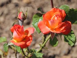 Edelrose 'K�nigin der Rosen' � - Rosa 'K�nigin der Rosen' �