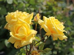 Edelrose 'Landora' � - Rosa 'Landora' �