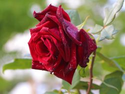 Edelrose 'Mildred Scheel' � - Rosa 'Mildred Scheel' �