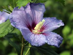 Garteneibisch 'Marina' - Hibiscus syriacus 'Marina'