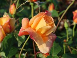 Edelrose 'Sutter's Gold' - Rosa 'Sutter's Gold'