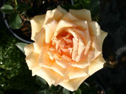 Baumschule Horstmann: Edelrose Valencia ®, Rosa Valencia ®, Containerware