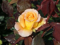 Edelrose 'Whisky' � - Rosa 'Whisky' �