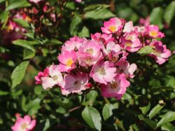 Bodendeckerrose `Ballerina`, Rosa `Ballerina`, Wurzelware