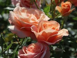 Beetrose 'Bengali' � - Rosa 'Bengali' �