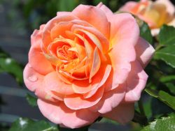 Baumschule Horstmann: Strauchrose Concerto 94 ®, Rosa Concerto 94 ®, Containerware