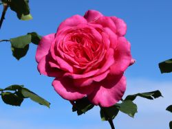 Edelrose 'Duftrausch' � - Rosa 'Duftrausch' �