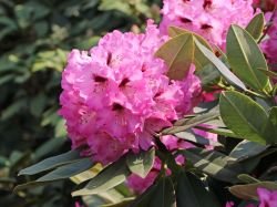 Rhododendron 'Caramba', 30 - 40 cm INKARHO�� St�ck nur 26,00 Euro