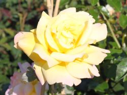 Beetrose 'Geisha' � - Rosa 'Geisha' �