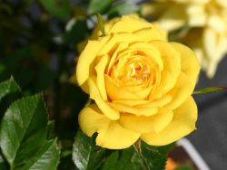 Zwergrose `Goldjuwel` �, Rosa `Goldjuwel` �, Containerrosen