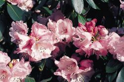 Rhododendron `Peppone`, Rhododendron anthosphaerum `Peppone` Rhododendron `Peppone`, Rhododendron anthosphaerum `Peppone`