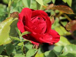 Beetrose 'Lilli Marleen' � - Rosa 'Lilli Marleen' �