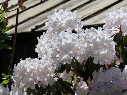 Rhododendron `Schaumperle`, Rhododendron decorum `Schaumperle`