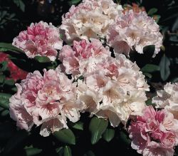 Rhododendron `Yours Truly`, Rhododendron yakushimanum `Yours Truly`